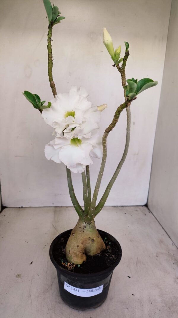 Planta Dobrada 3431 – 35cm – 03 anos - Imagem 1