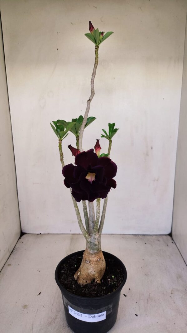 Planta Dobrada 3432 – 35cm – 03 anos - Imagem 1