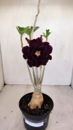 Planta Dobrada 3432 – 35cm – 03 anos - Imagem 3