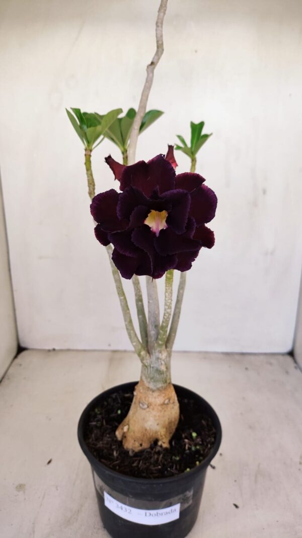 Planta Dobrada 3432 – 35cm – 03 anos - Imagem 3
