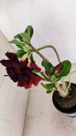 Planta Dobrada 3433 – 35cm – 03 anos - Imagem 4