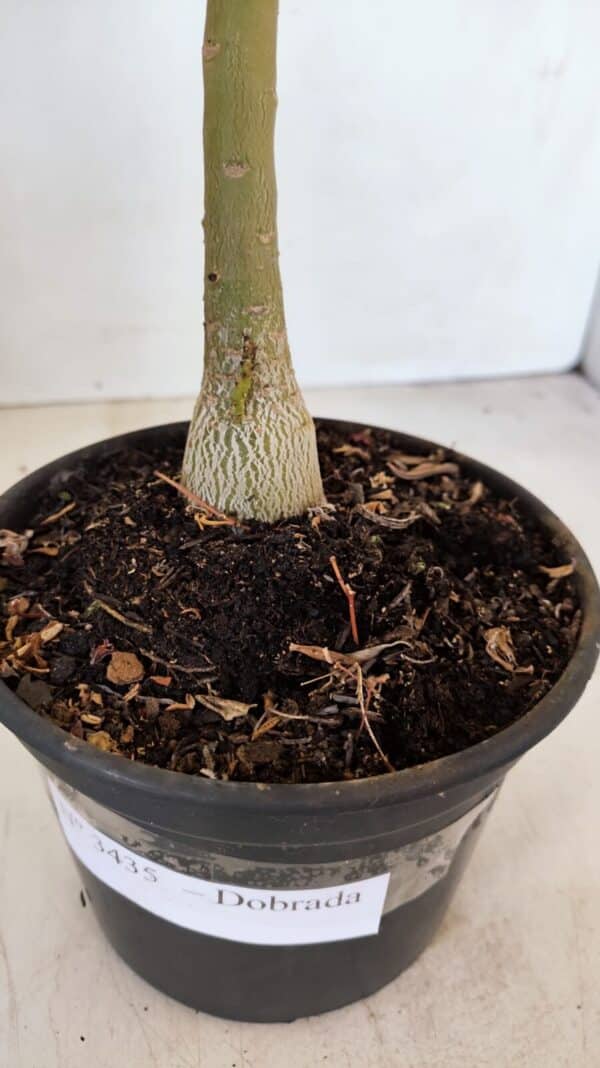 Planta Dobrada 3435 – 35cm – 03 anos - Imagem 6