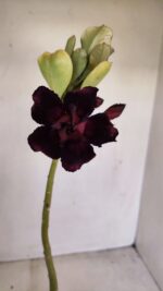 Planta Dobrada 3435 – 35cm – 03 anos