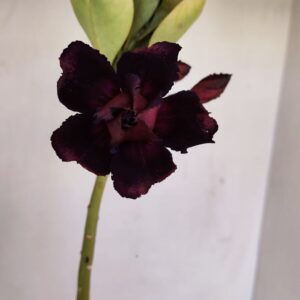 Planta Dobrada 3435 – 35cm – 03 anos