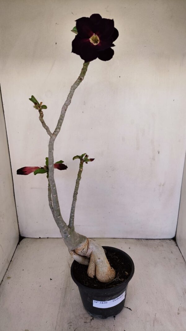 Planta Dobrada 3436 – 40cm – 03 anos - Imagem 1
