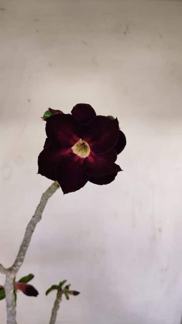 Planta Dobrada 3436 – 40cm – 03 anos - Imagem 3