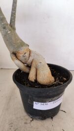 Planta Dobrada 3436 – 40cm – 03 anos - Imagem 5