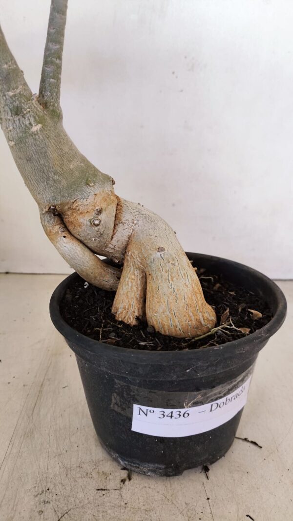 Planta Dobrada 3436 – 40cm – 03 anos - Imagem 5