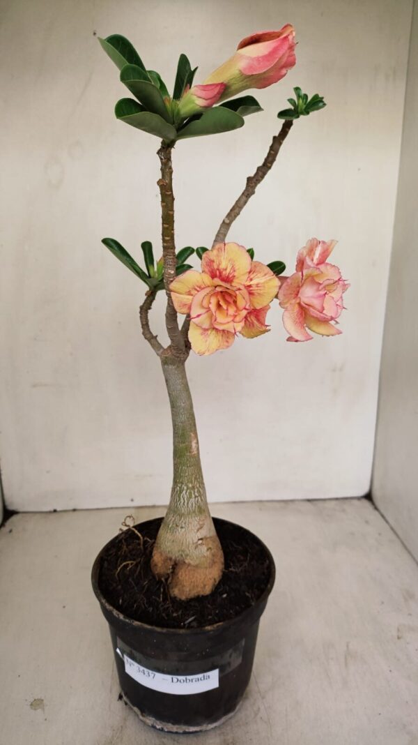 Planta Dobrada 3437 – 35cm – 03 anos - Imagem 1