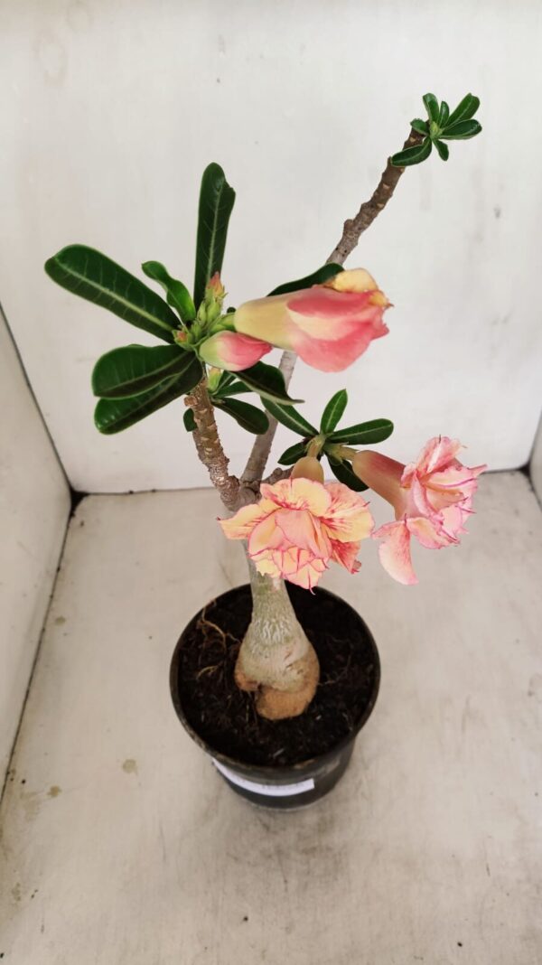 Planta Dobrada 3437 – 35cm – 03 anos - Imagem 4