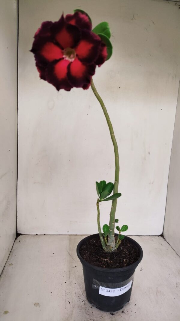 Planta Dobrada 3438 – 30cm – 02 anos - Imagem 1