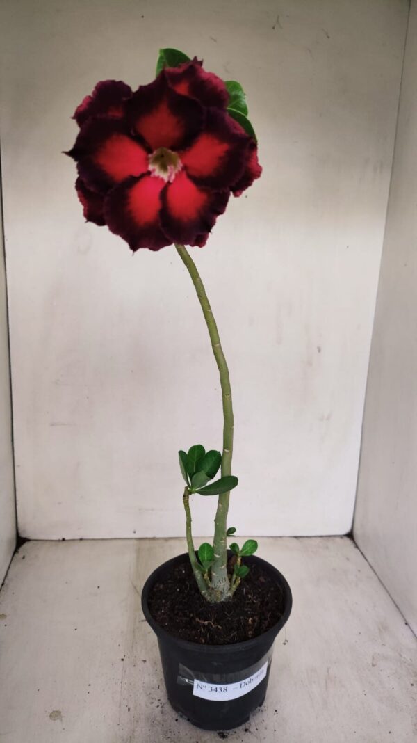 Planta Dobrada 3438 – 30cm – 02 anos - Imagem 6