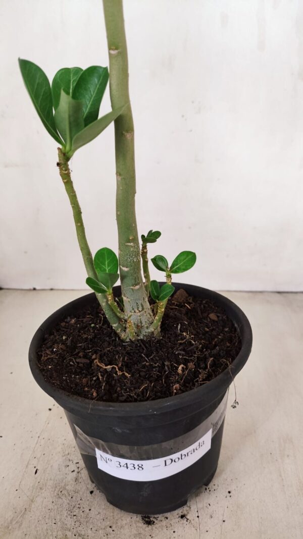 Planta Dobrada 3438 – 30cm – 02 anos - Imagem 7
