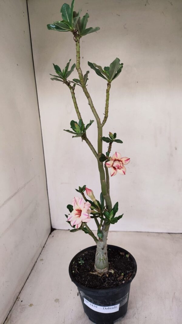 Planta Dobrada 3439 – 35cm – 03 anos - Imagem 1