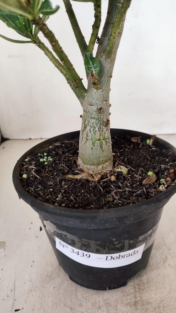 Planta Dobrada 3439 – 35cm – 03 anos - Imagem 6