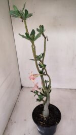 Planta Dobrada 3439 – 35cm – 03 anos - Imagem 5