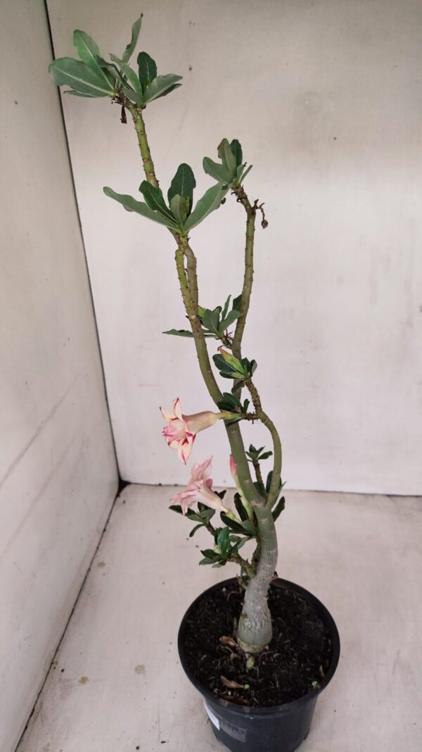 Planta Dobrada 3439 – 35cm – 03 anos - Imagem 5