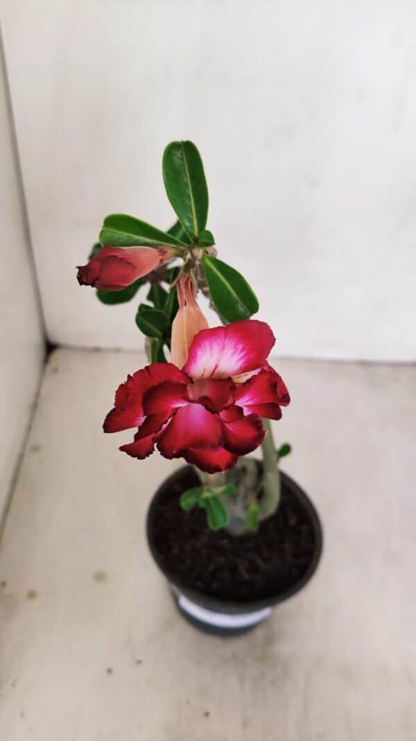 Planta Dobrada 3440 – 30cm – 02 anos - Imagem 4
