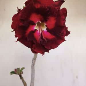 Planta Dobrada 3448 – 35cm – 03 anos