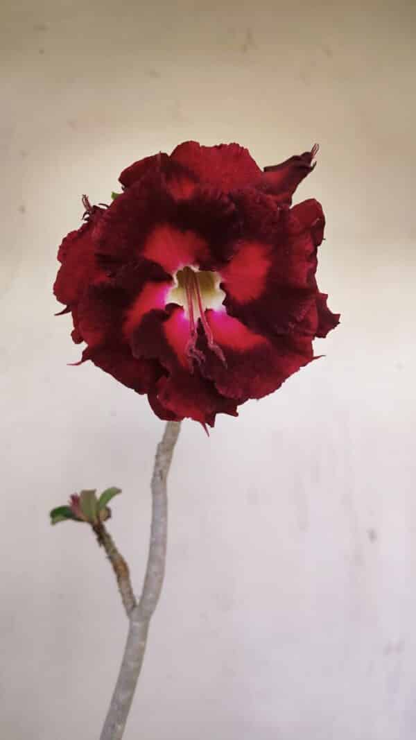 Planta Dobrada 3448 – 35cm – 03 anos - Imagem 1