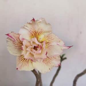 Planta Dobrada 3449 – 30cm – 03 anos