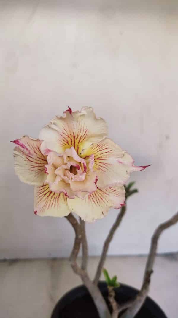 Planta Dobrada 3449 – 30cm – 03 anos - Imagem 1