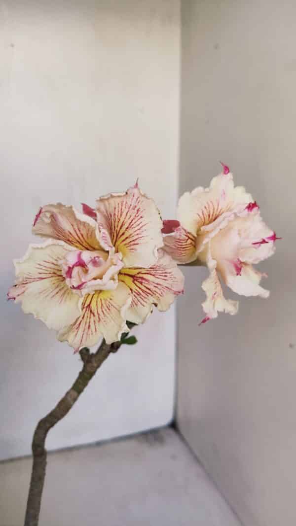 Planta Dobrada 3449 – 30cm – 03 anos - Imagem 4