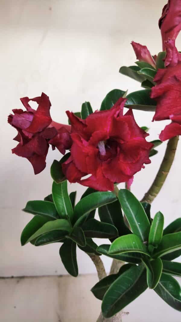Planta Dobrada 3450 – 35cm – 03 anos - Imagem 1