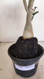 Planta Dobrada 3450 – 35cm – 03 anos - Imagem 4