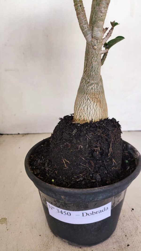 Planta Dobrada 3450 – 35cm – 03 anos - Imagem 4