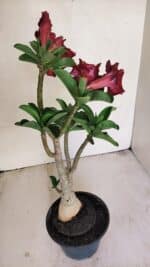 Planta Dobrada 3450 – 35cm – 03 anos - Imagem 3