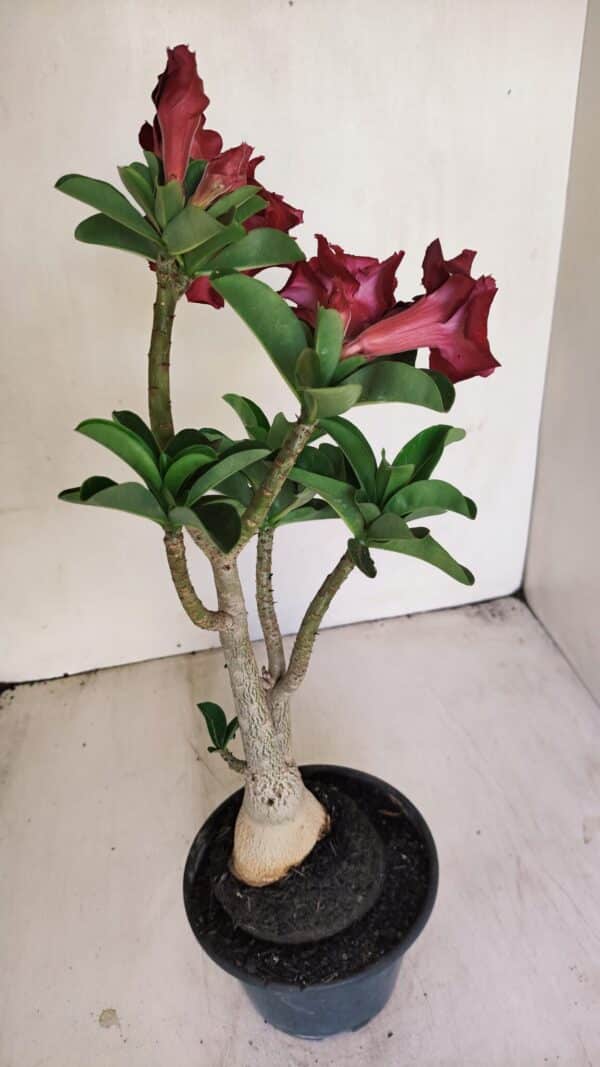 Planta Dobrada 3450 – 35cm – 03 anos - Imagem 3