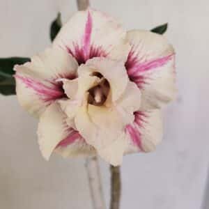 Planta Dobrada 3451 – 35cm – 03 anos