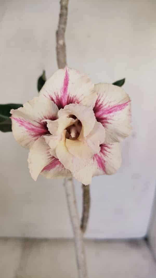 Planta Dobrada 3451 – 35cm – 03 anos - Imagem 1