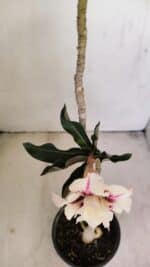 Planta Dobrada 3451 – 35cm – 03 anos - Imagem 4