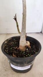 Planta Dobrada 3451 – 35cm – 03 anos - Imagem 7