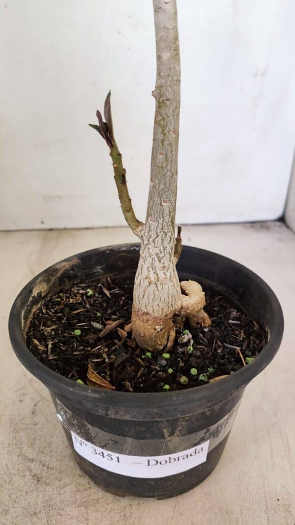 Planta Dobrada 3451 – 35cm – 03 anos - Imagem 7