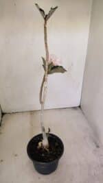 Planta Dobrada 3451 – 35cm – 03 anos - Imagem 5