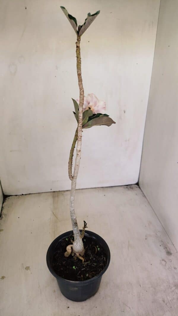 Planta Dobrada 3451 – 35cm – 03 anos - Imagem 5