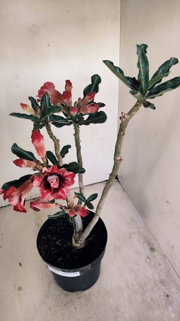 Planta Dobrada 3452 – 40cm – 03 anos - Imagem 5