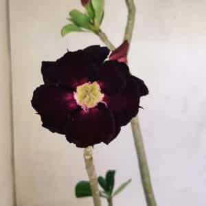 Planta Dobrada 3453 – 35cm – 03 anos