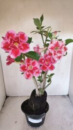 Planta Dobrada 3454 – 35cm – 03 anos