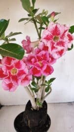 Planta Dobrada 3454 – 35cm – 03 anos - Imagem 3