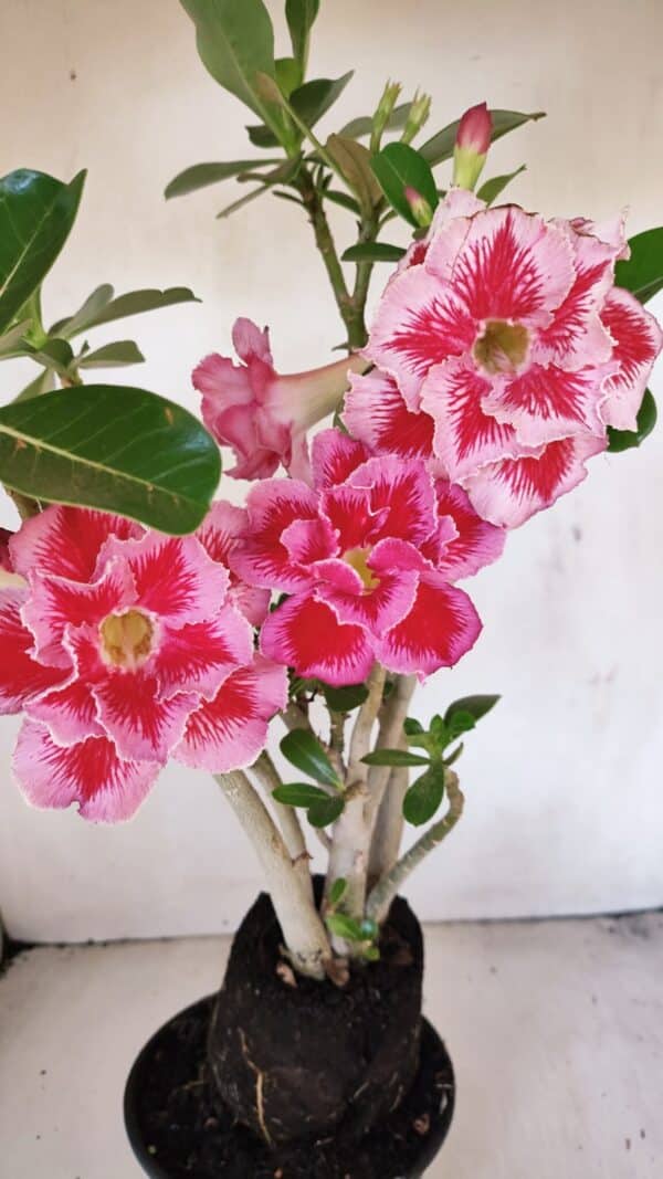 Planta Dobrada 3454 – 35cm – 03 anos - Imagem 3