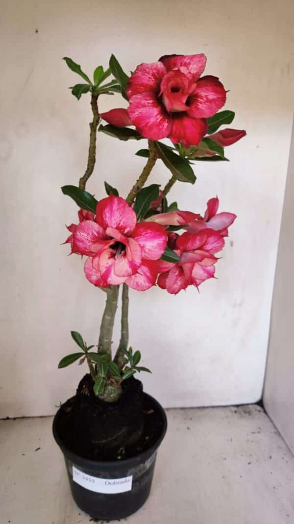 Planta Dobrada 3455 – 35cm – 03 anos - Imagem 1