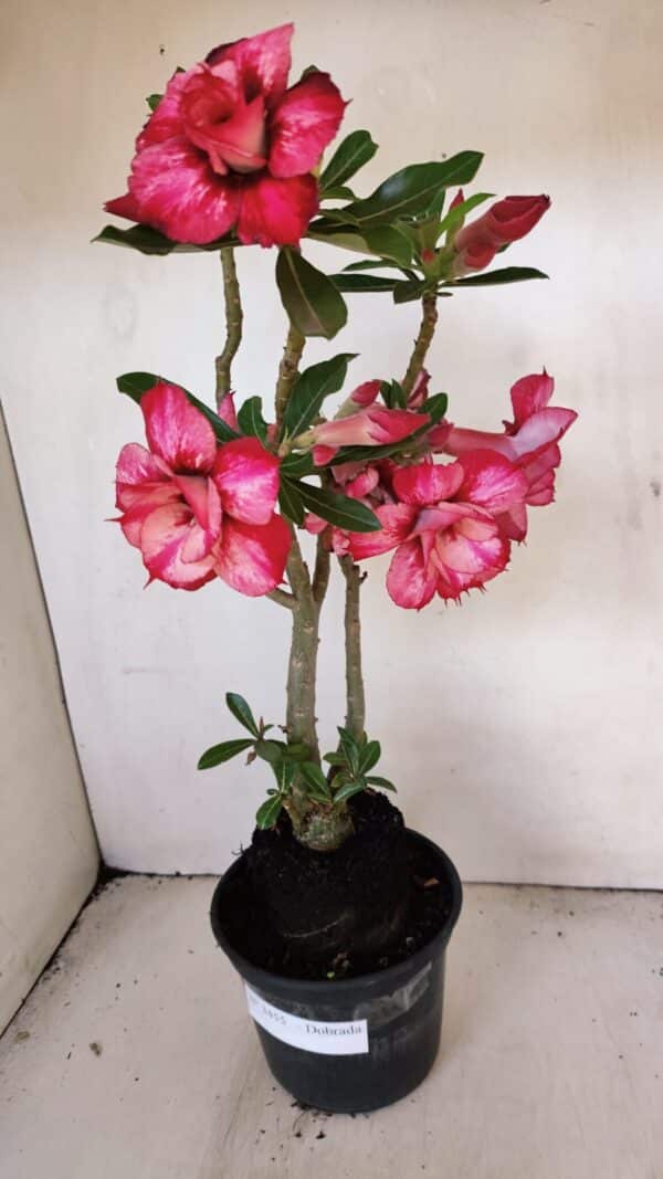 Planta Dobrada 3455 – 35cm – 03 anos - Imagem 8