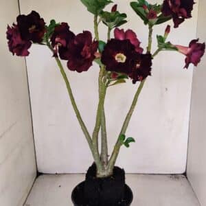 Planta Dobrada 3456 – 35cm – 03 anos