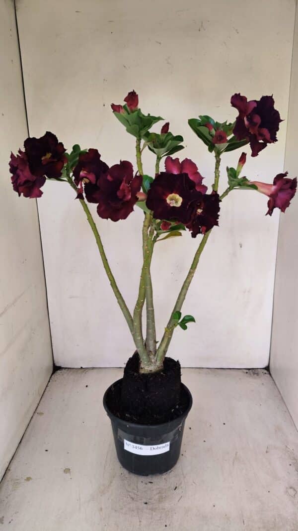 Planta Dobrada 3456 – 35cm – 03 anos - Imagem 1