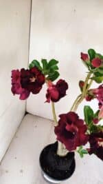 Planta Dobrada 3456 – 35cm – 03 anos - Imagem 8