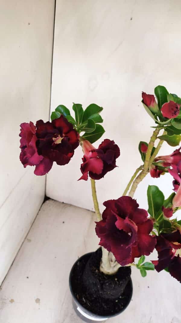 Planta Dobrada 3456 – 35cm – 03 anos - Imagem 8